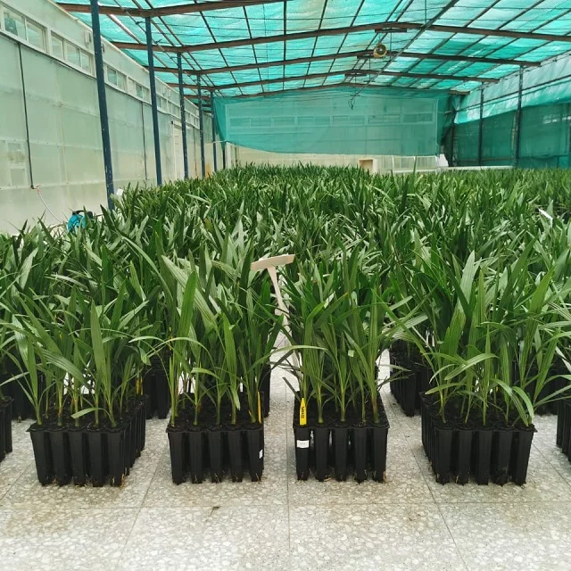 Green India True Date Fruit Tree Plant Seed 50 Gram for Tissue Culture