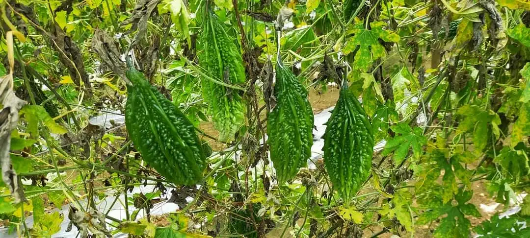  Крупные партии семян овощей семена горькой тыквы SHIVAM (OP) для Южной Африки