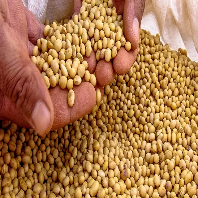 
2020 Food Organic Soybean/ Soya Bean/ Soybeans brazil 