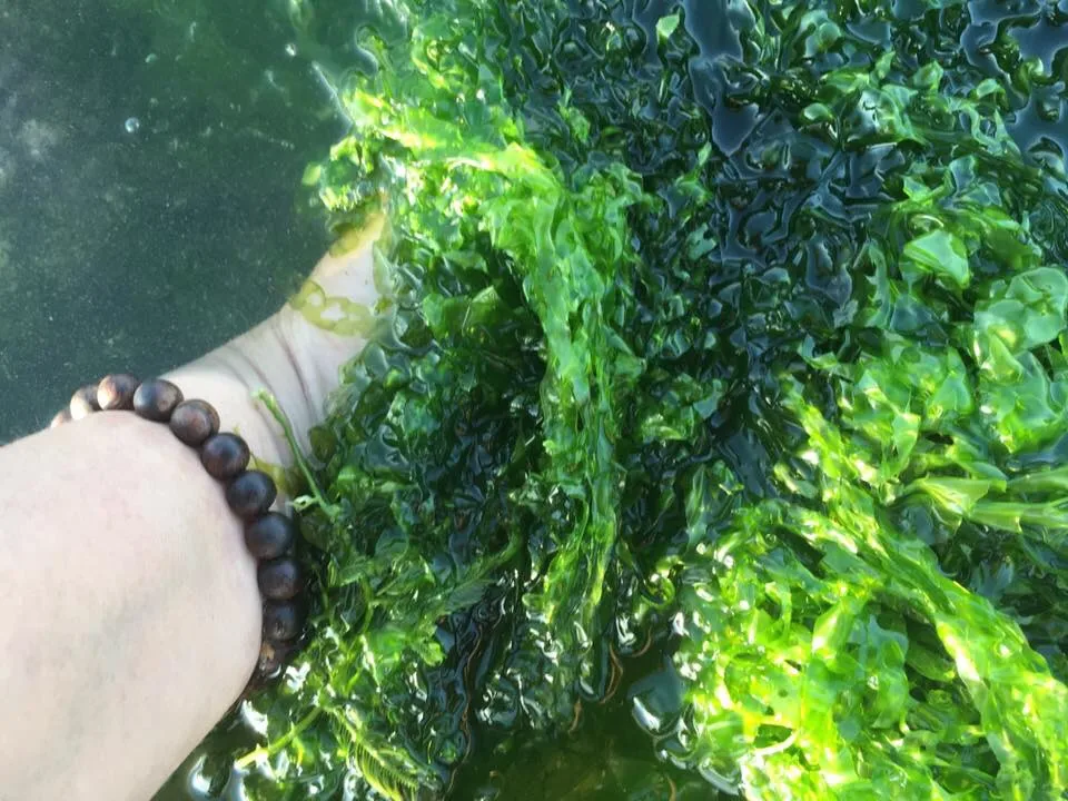 Cheap Price Green Seaweed Powder Fertilizer /Green Seaweed  For Animal Feed