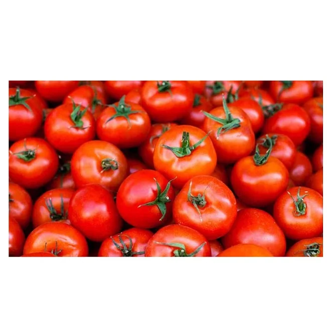 High Quality Fresh Tomatoes Available For Sale