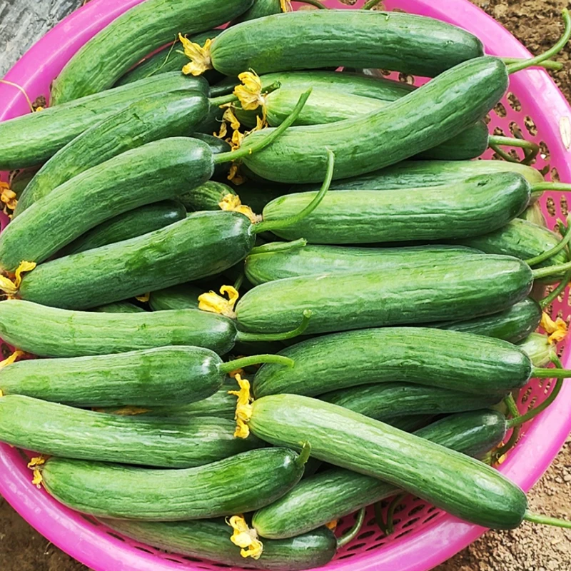 Свежий молодой огурец, изготовленный во Вьетнаме, высококачественный молодой огурец