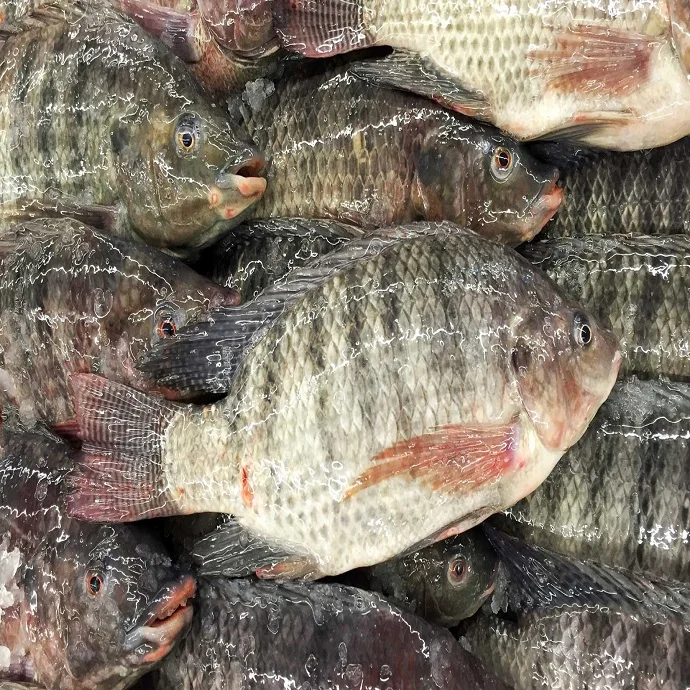 Tilapia Fish  300G To 500G Whole Clean Kosher Wr 4Kg Black Tilapia