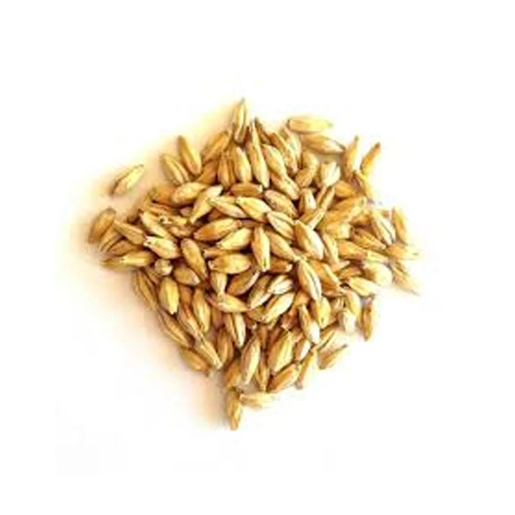 Wholesale Good Quality Barley