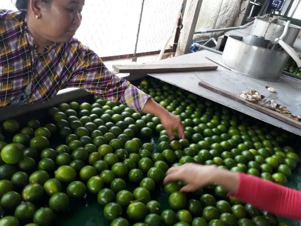 Fresh Seedless Lime Vietnam Cheap Price Green Lemon +84 348130861