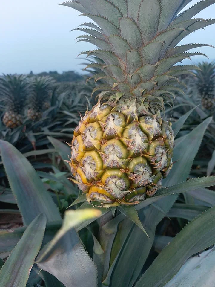 HASU лучший выбор премиум класса 2021 Новый Урожай милый свежий мини Ананас Фрукты отправка из Вьетнама