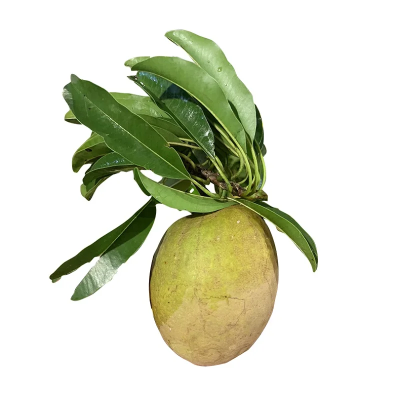 
Стандартная компания Juicy Sapodilla/Sapota фрукты свежие с высококачественными продуктами оптом органические Sapodilla/ Sapodilla Вьетнам 