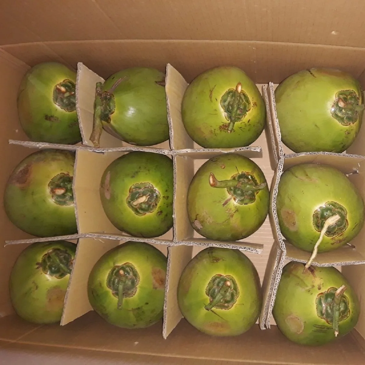 Young Green Xiem Coconut From Viet Nam
