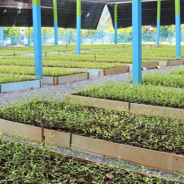 Best Seller 3ml AURA 100% Pure High Quality Agar Wood Oud Oudh Oil Trat Aroma Long Lasting Fragrance Perfume  from Thailand