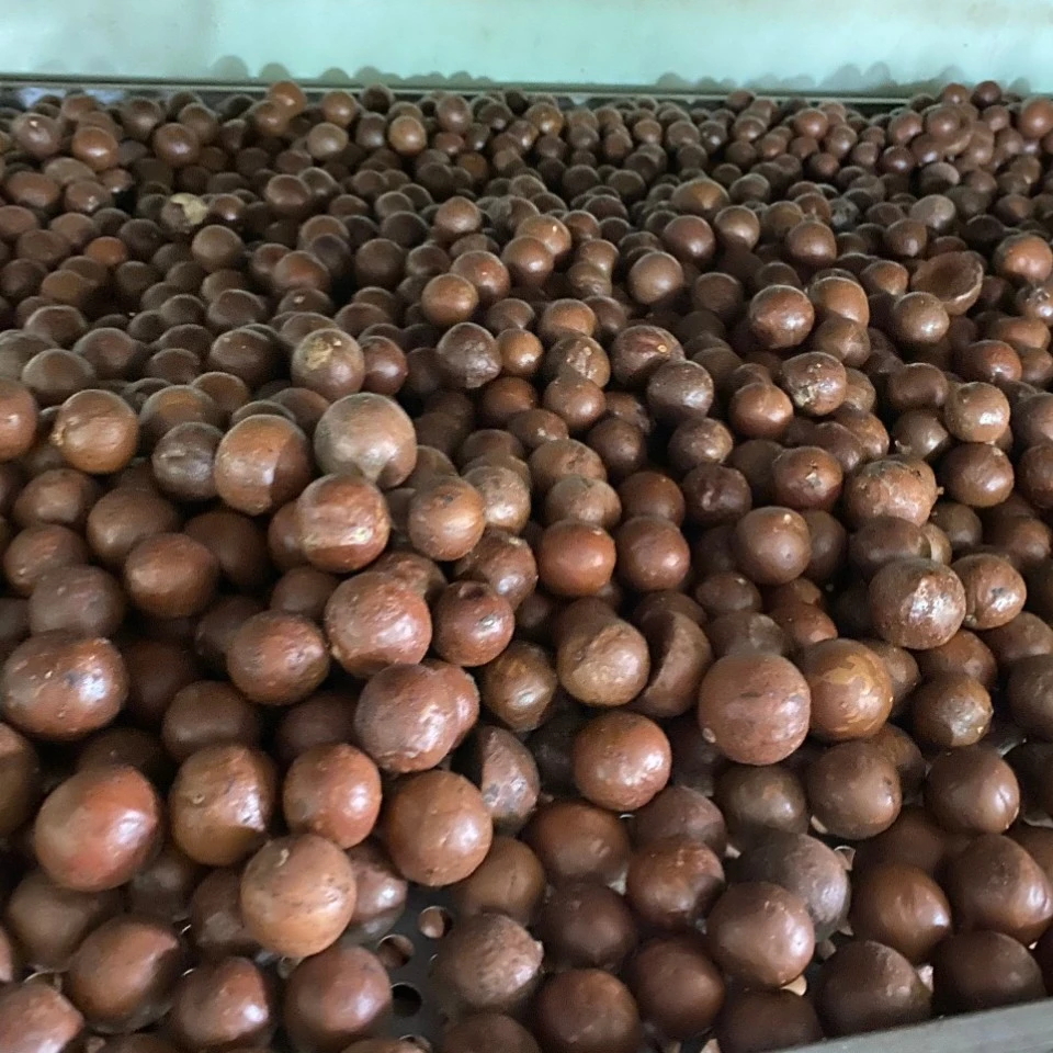 Оптовая продажа, высококачественные орехи макадамии, органические орехи макадамии среднего размера, производство Вьетнама