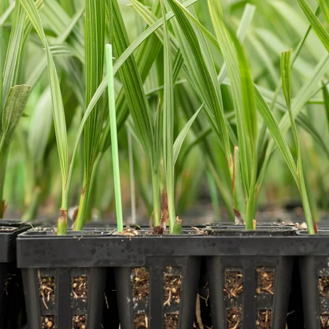 2 Years Old Garden Plant Tissue Culture Date palm Seedlings