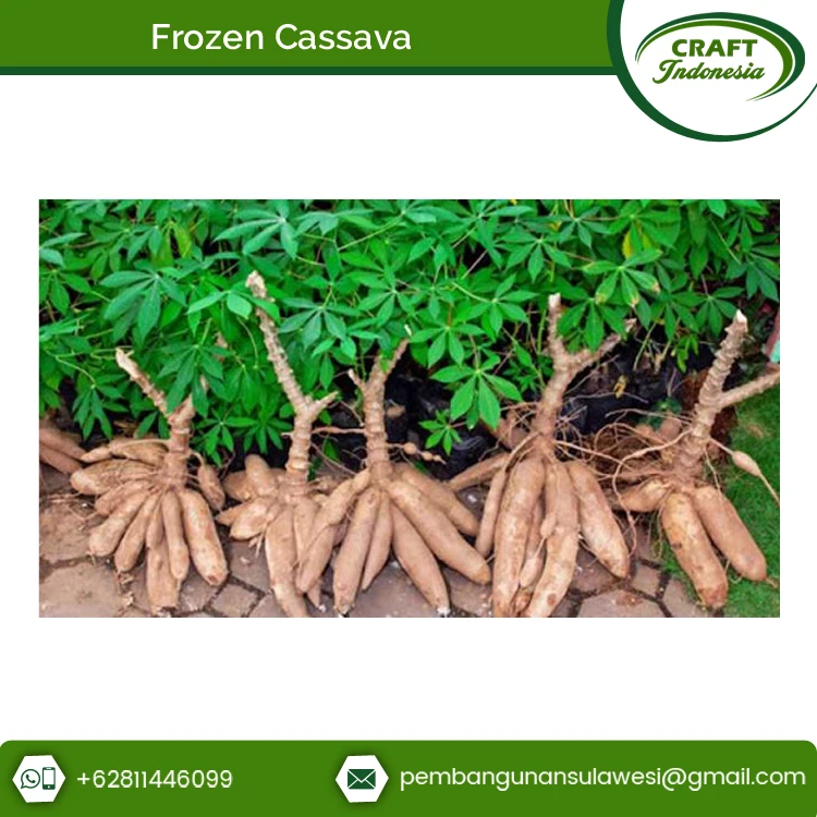 Wholesale Selling Common Cultivation Type Frozen Indonesian Cassava at Genuine market Price
