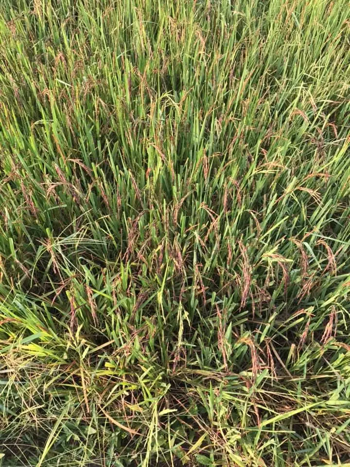 Органический рисовый рис из тайского жасмина, здоровые темно-фиолетовые зерна, тайский фермер