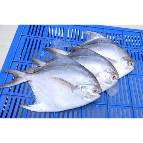 White Silver Pomfret Fish