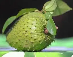 FRESH SOURSOP WITH HIGH QUALITY/Whatsapp Ms Holiday