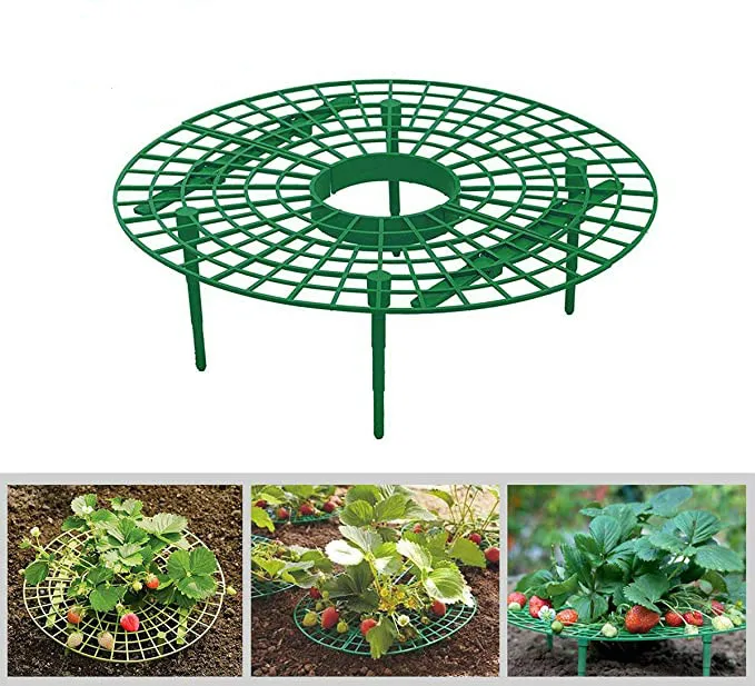 Strawberry Supports Keeping Fruit Elevated to Avoid Ground Rot With Tray