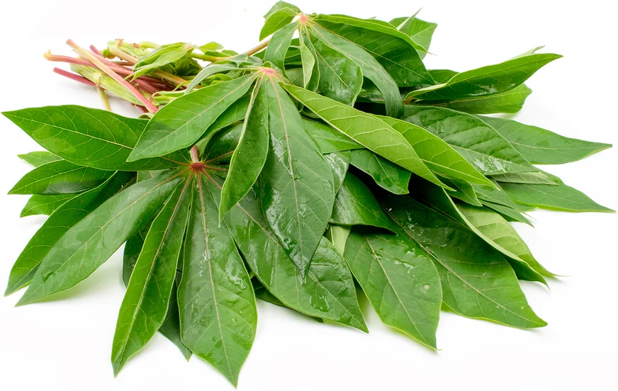 Importer Cassava leaves/ Fresh Ground Leaves from Vietnam - Ms. Elaine +84 375 431 541