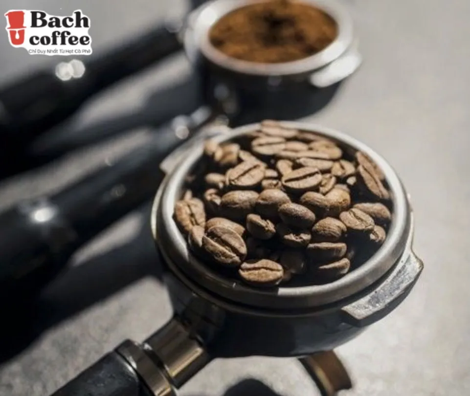 High Altitude Specialty Whole Bean Coffee Medium/Dark Roast - Low Acid Single Sourced Gourmet Beans Best