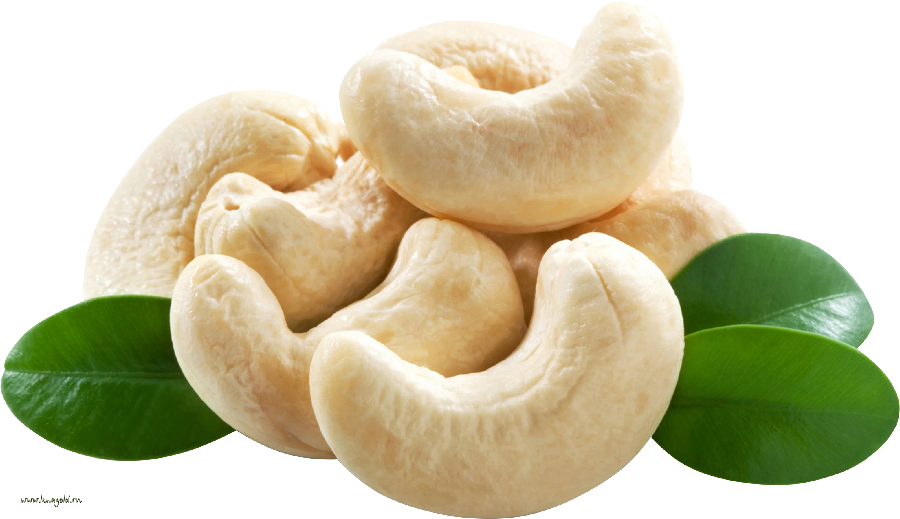 
PREMIUM CASHEW KERNEL - GRADE WW240 