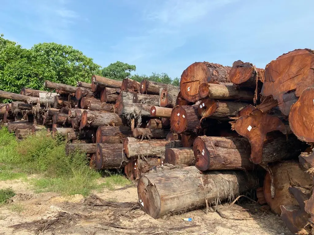 Cenggal Wood Natural Red Color Wood From Malaysia