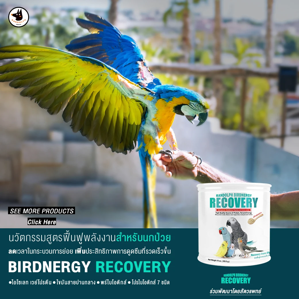 
Randolph Birdnergy Recovery Wild Bird Food, Increasing Energy & Health Recovery for Sick Or Injured Parrot. 