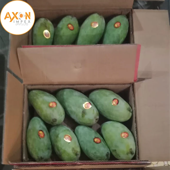 Fresh Green Mango From Vietnam