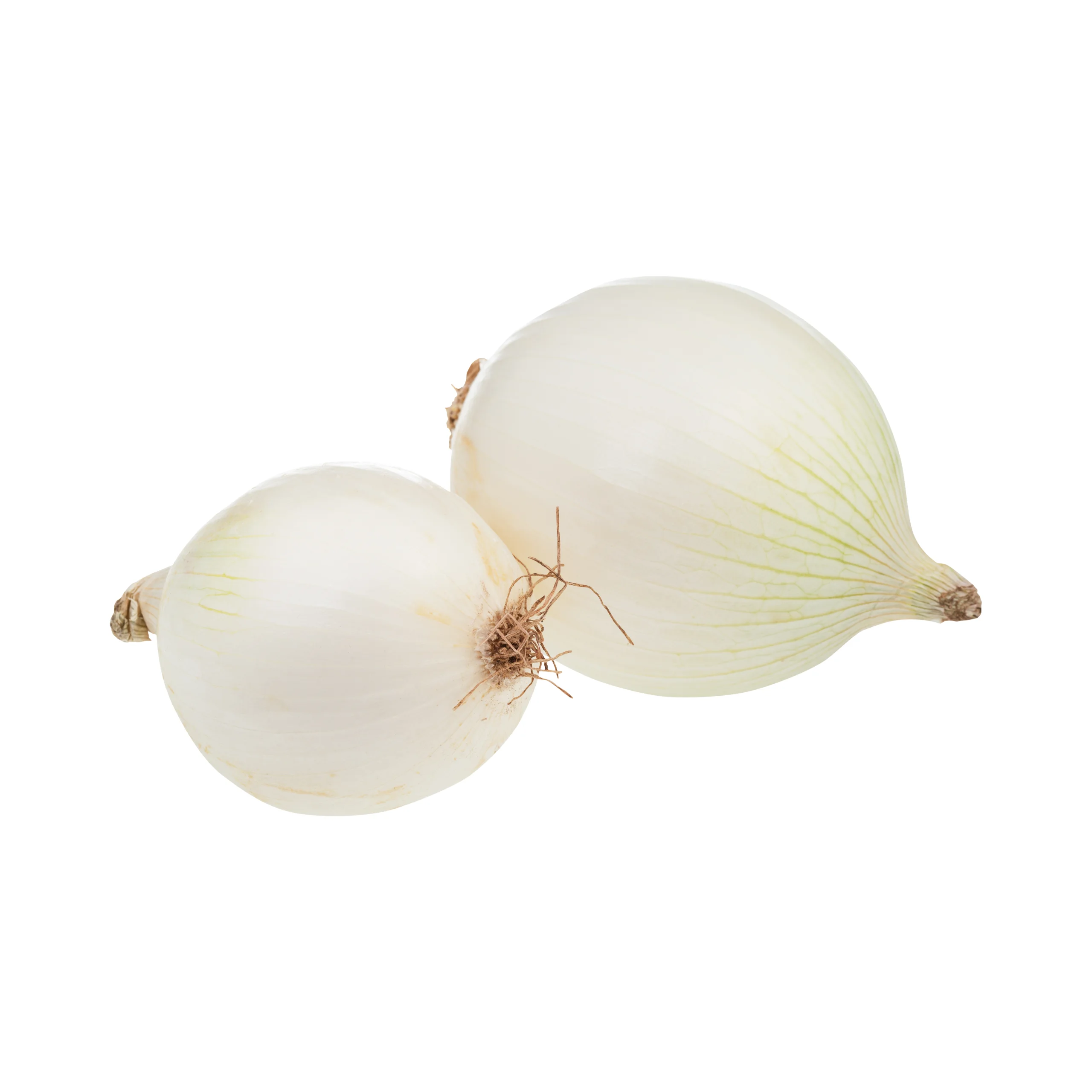 Белый лук-свежий высокое качество