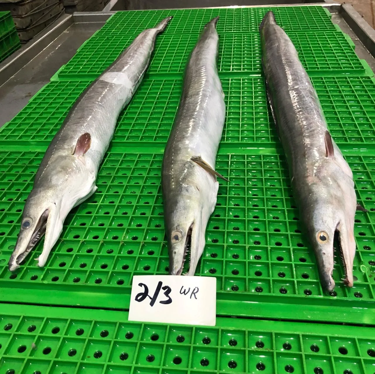 Замороженная рыба угорь