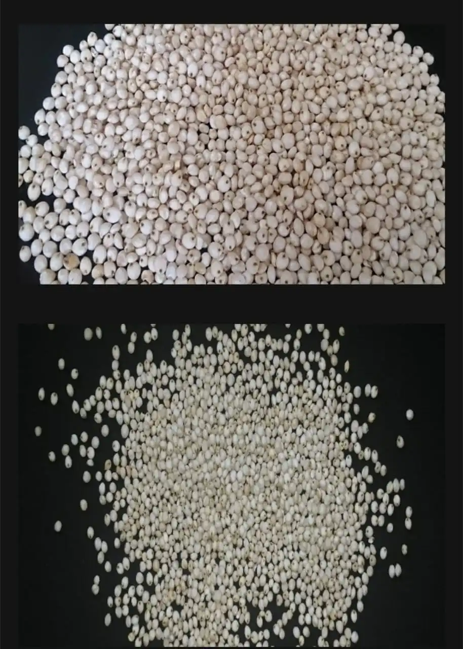 White fresh quality Sorghum Seeds