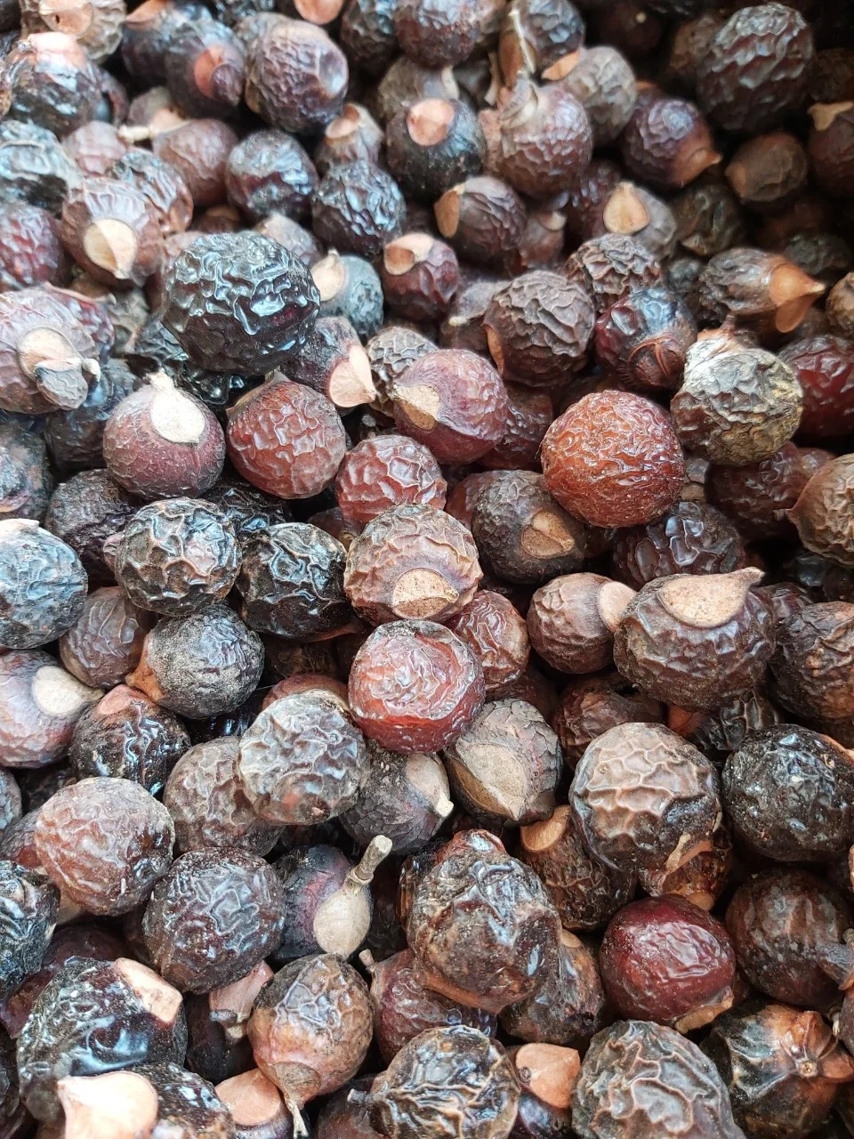 Soap Nuts Cleaning / Natural Soap Nuts 2020 /+84-845-639-639 (Whatsapp)