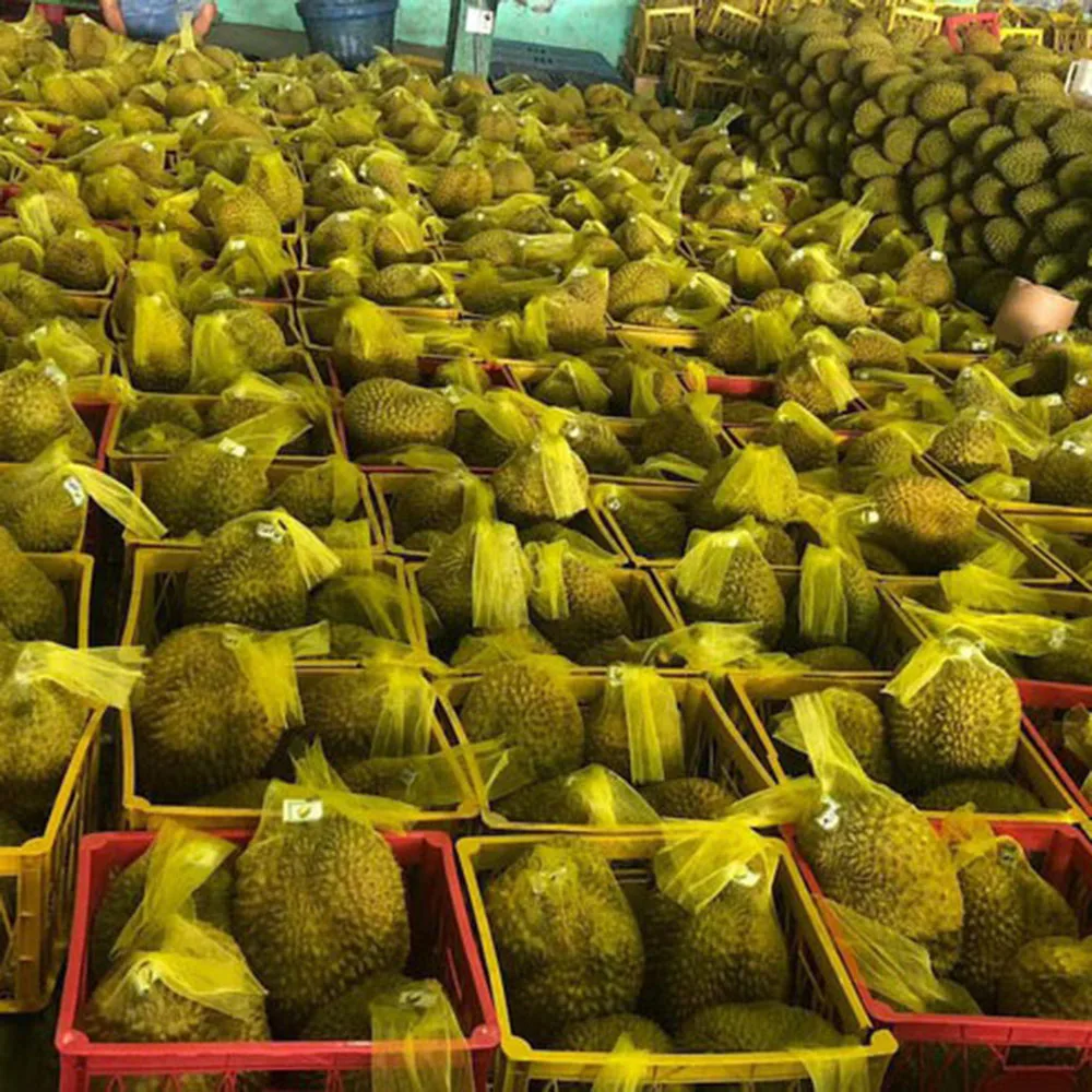 
Fresh Durian from VietNam, High quality and good price, carefully packaged (Ho Chi Minh Port) 