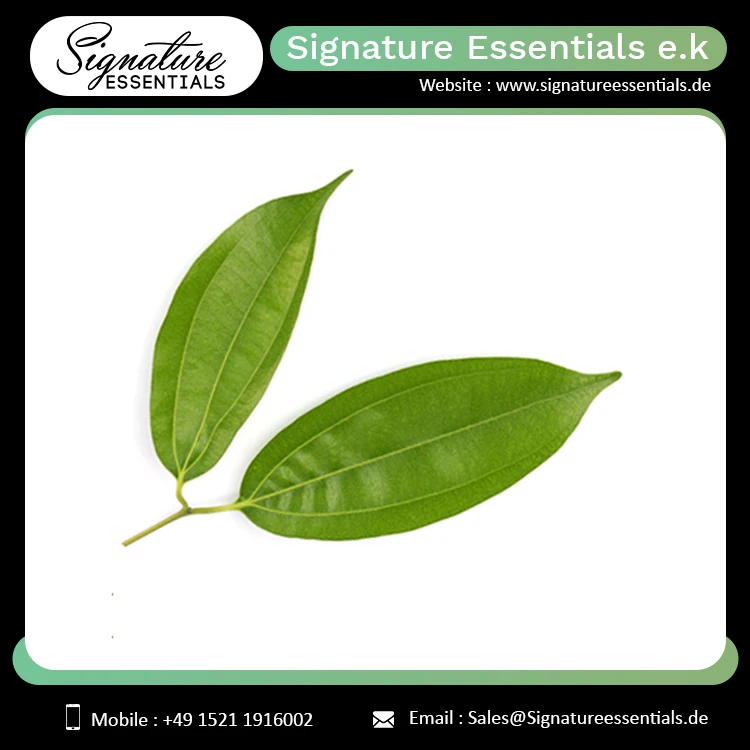 Bulk Selling Pure and Natural Balsam Peru Essential Oil Face Body and Hair Growth Use