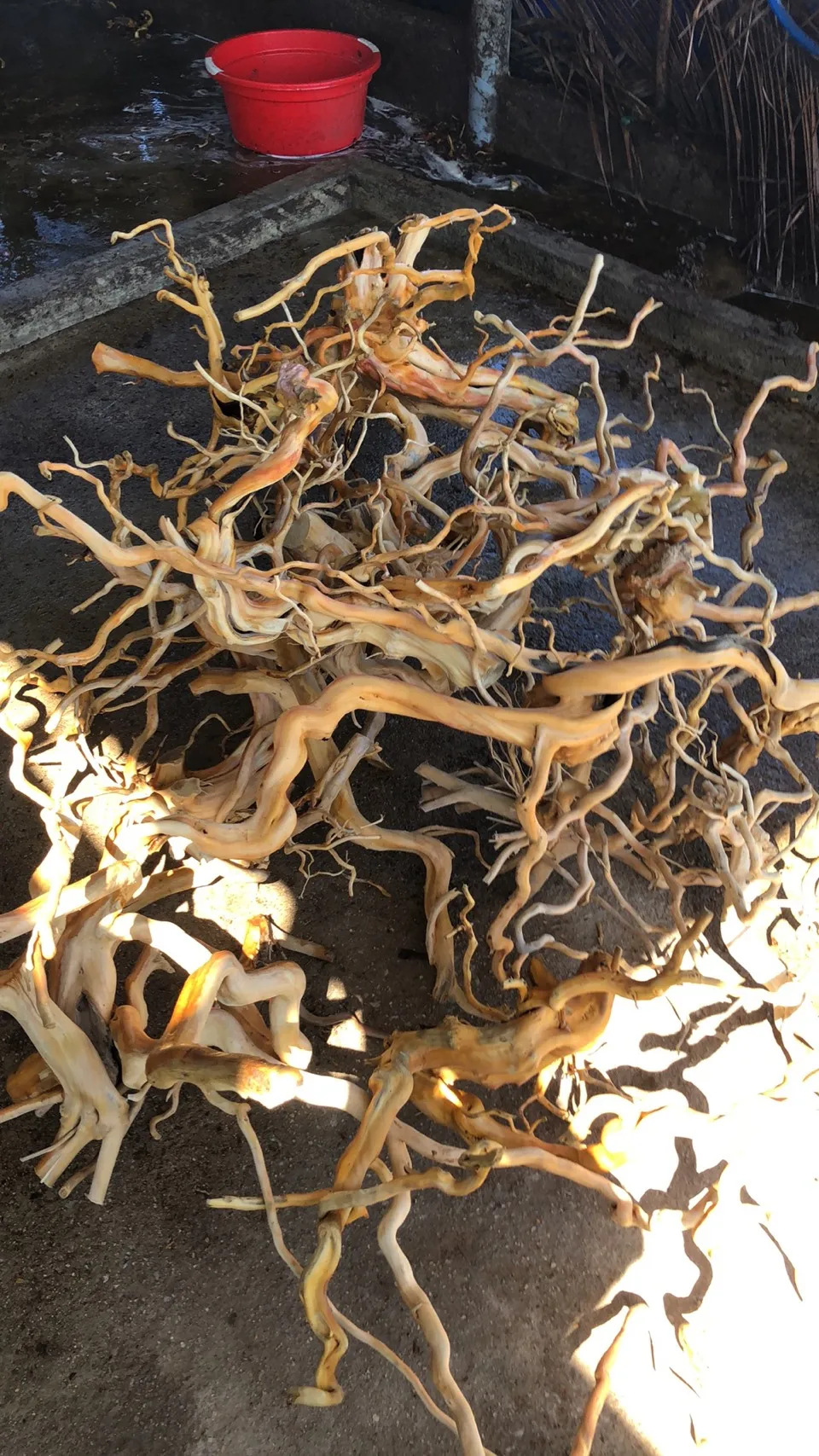 Hot Design 2024 Natural Trunk Driftwood Tree for Aquarium Fish Tank Decoration Ornament WhatsApp +84 963 949 178