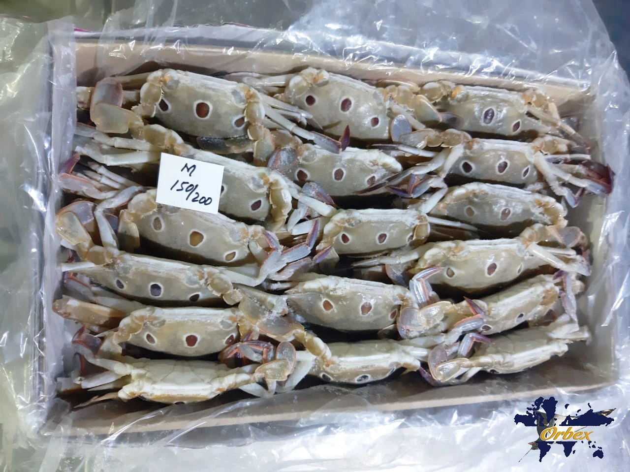 Замороженные три пятнистых краба (доступны разные размеры)