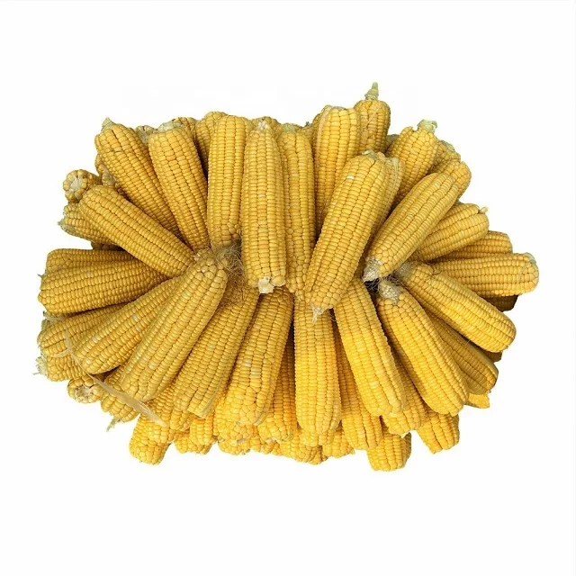 Yellow Corn/Maize for Animal Feed / YELLOW CORN FOR POULTRY FEED