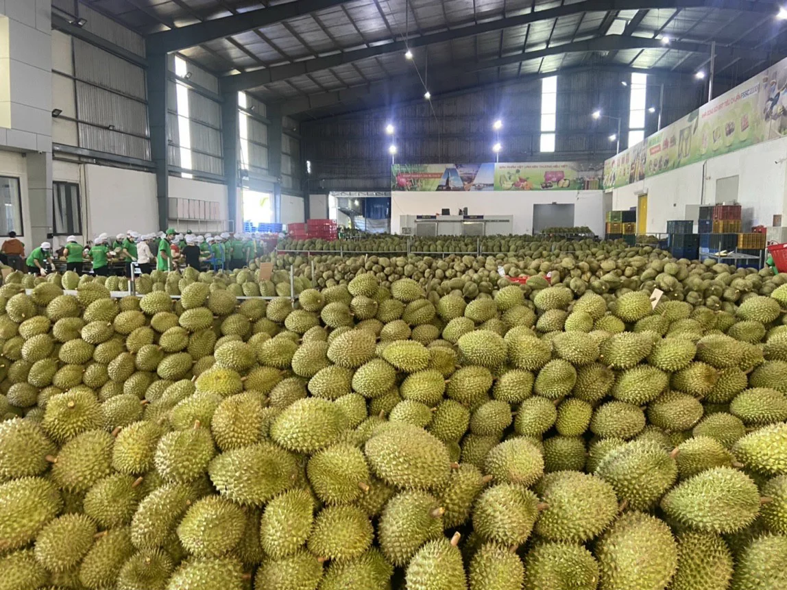 Fresh Durian Fruit /Fresh Durian Monthong/Fresh Durians