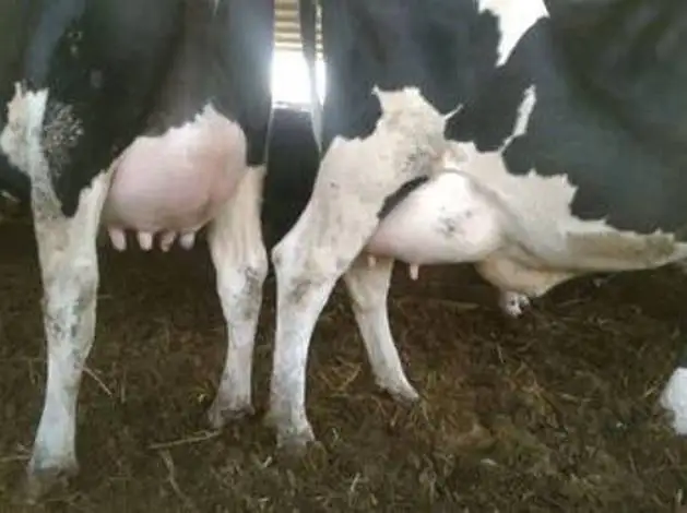 Новые рынки коров Friesian