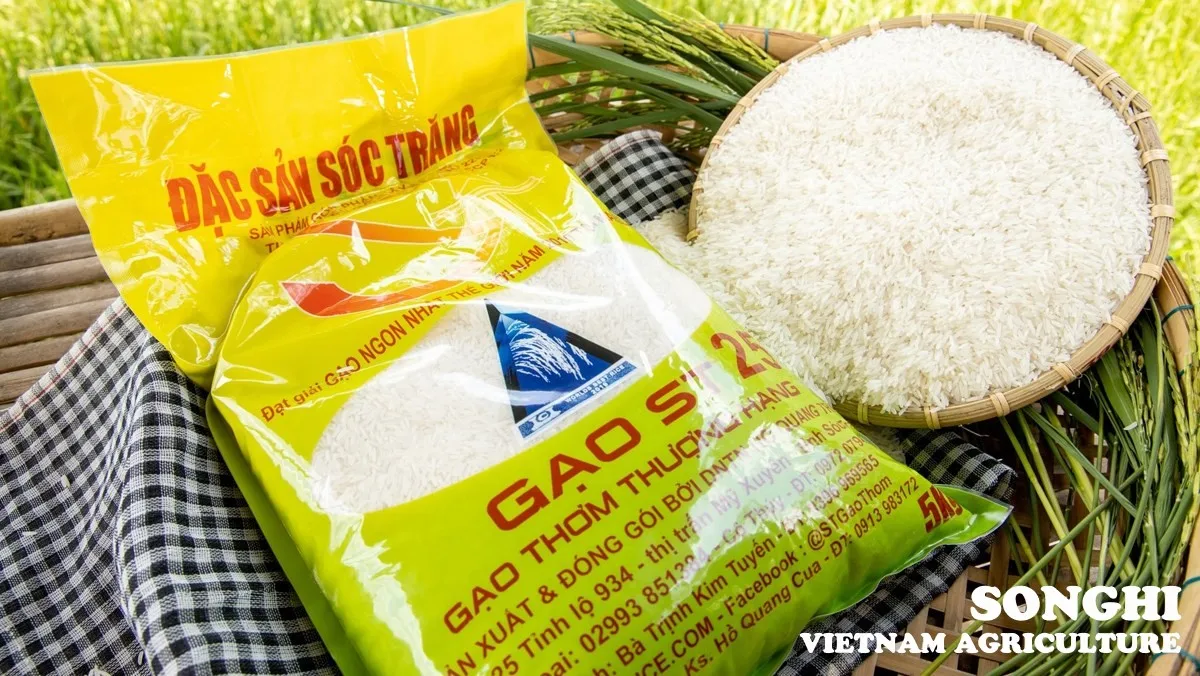 
Asian Rice / Best Rice awarded / White rice from Vietnam for wholesale (ST25) 
