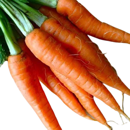 Овощной топовый продукт из Вьетнама-свежая морковка 2021