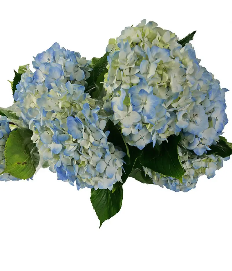 Real fresh cut Hydrangea premium quality JUMBO size (23/24) cm Blu colour fresh flowers decorative flowers