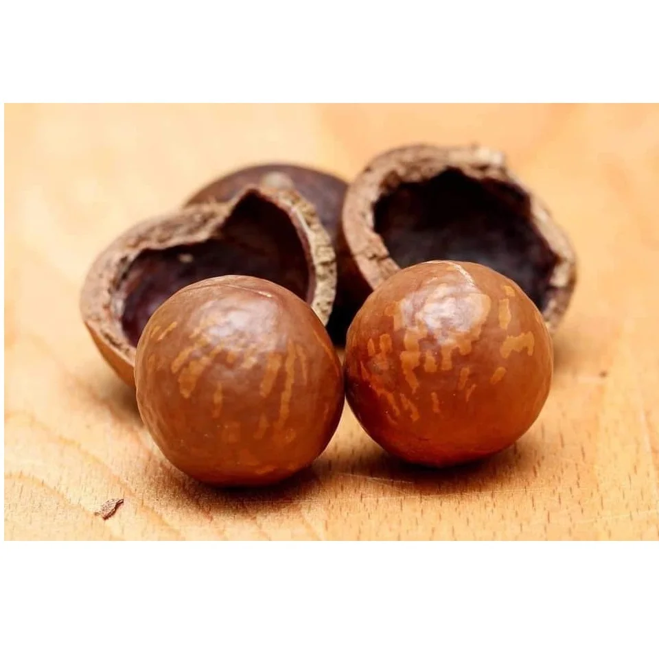 
Roasted Organic Macadamia Nuts Shell Cracked With ISO Certification From Vietnam 
