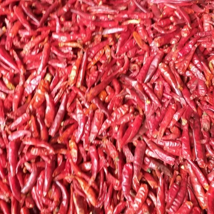 High Quality Red Dried Chilli for Seasoning Direct from Manufacturer Hot Selling Chillies Best Price without stem