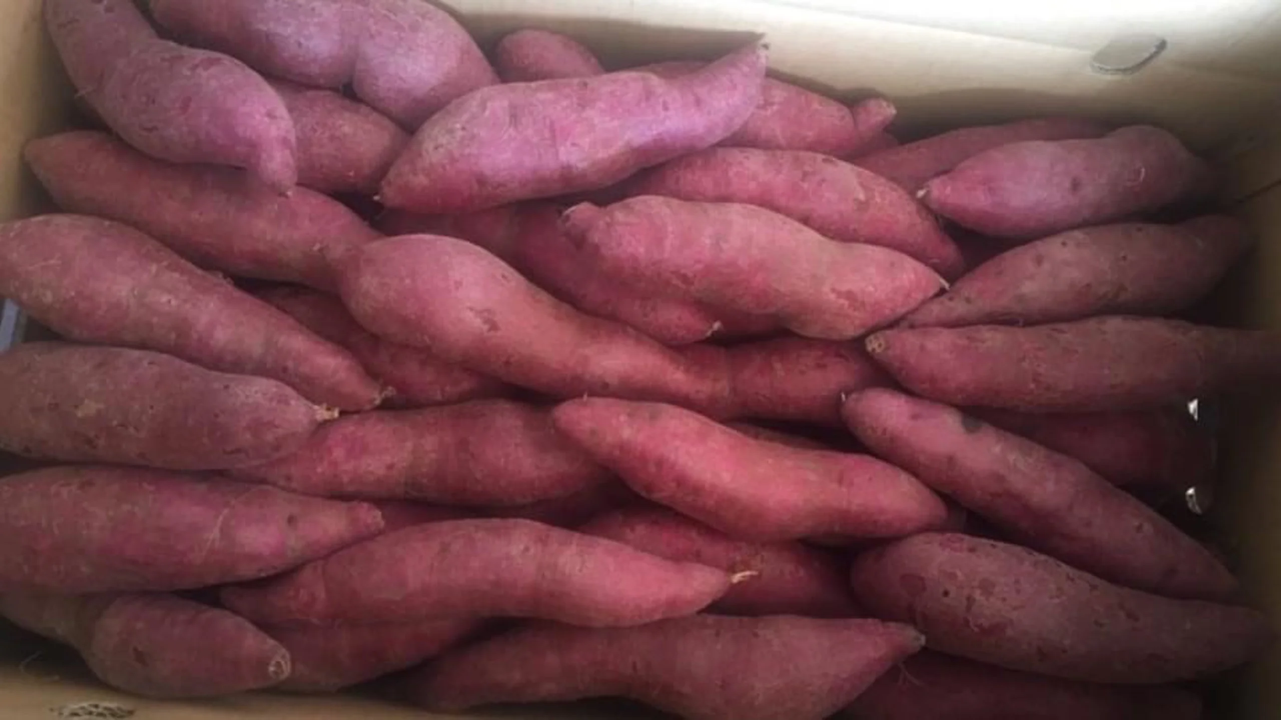 Export Wholesale High Quality  Fresh Sweet Potato
