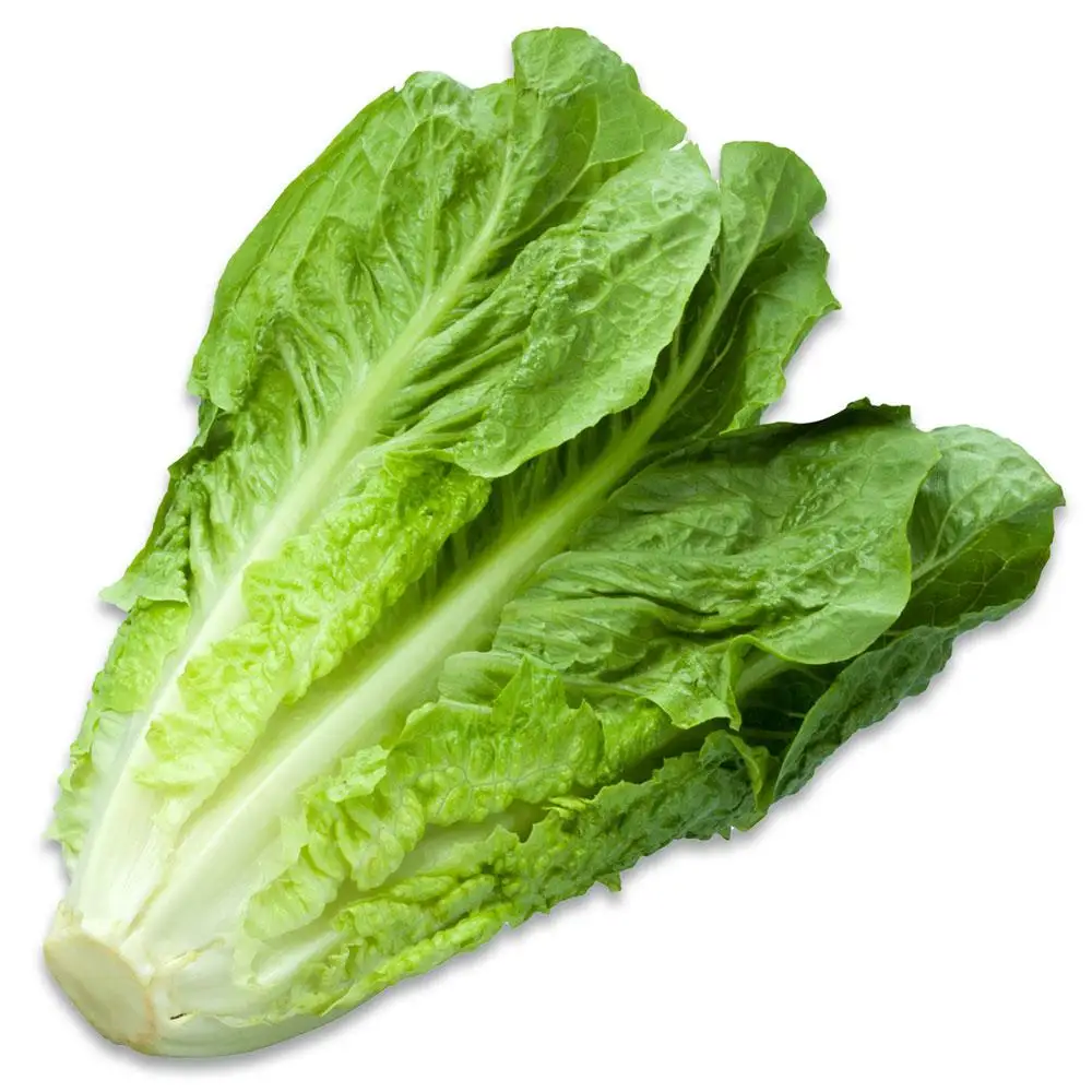 Fresh lettuce