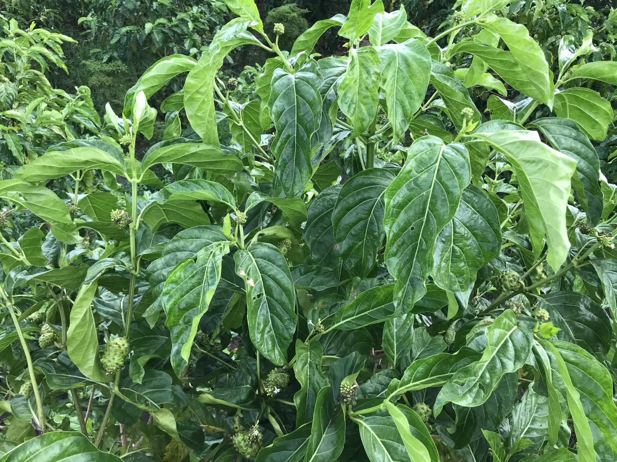 Хороший вкус от производителя насыпной фруктовый сок Noni для продажи/100% органический