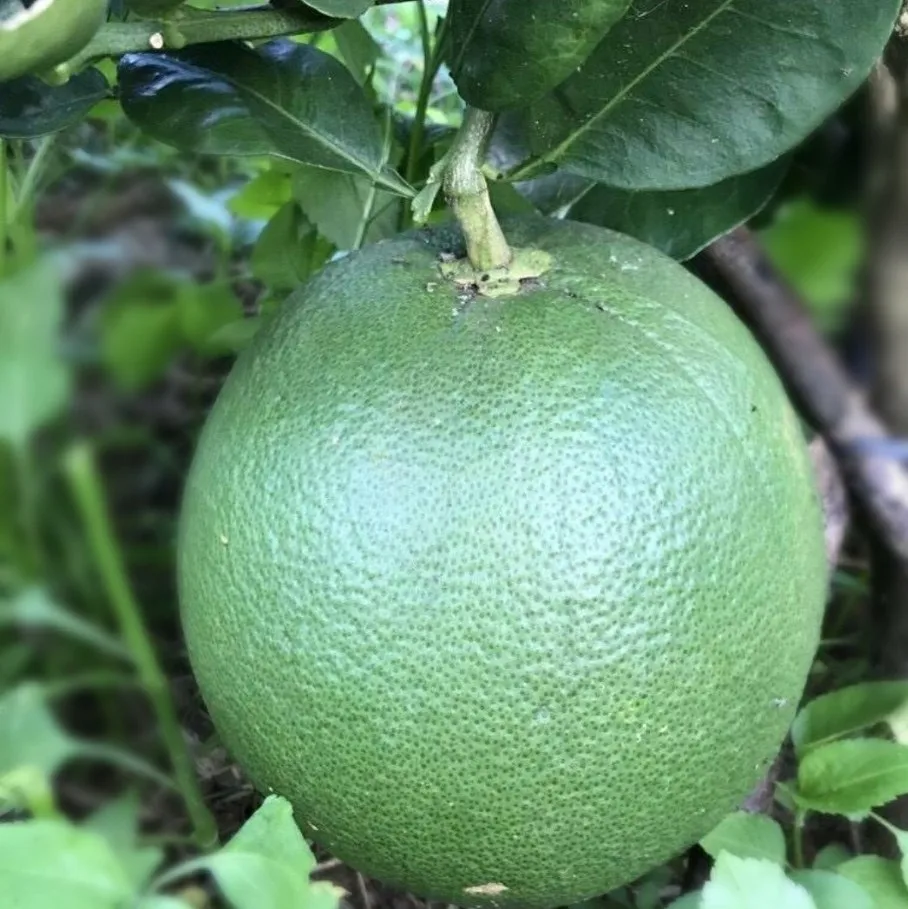 Vietnam Green Skin Pomelo fresh fruit- Premium, high quality, clean farming, Global GAP, prestige, attractive price