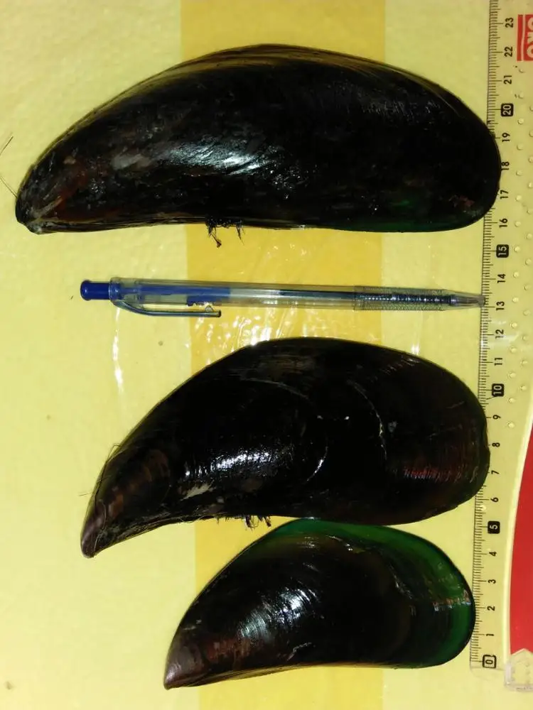 
Live Fresh Green Mussel - Export Green Mussel - Perna canaliculus 