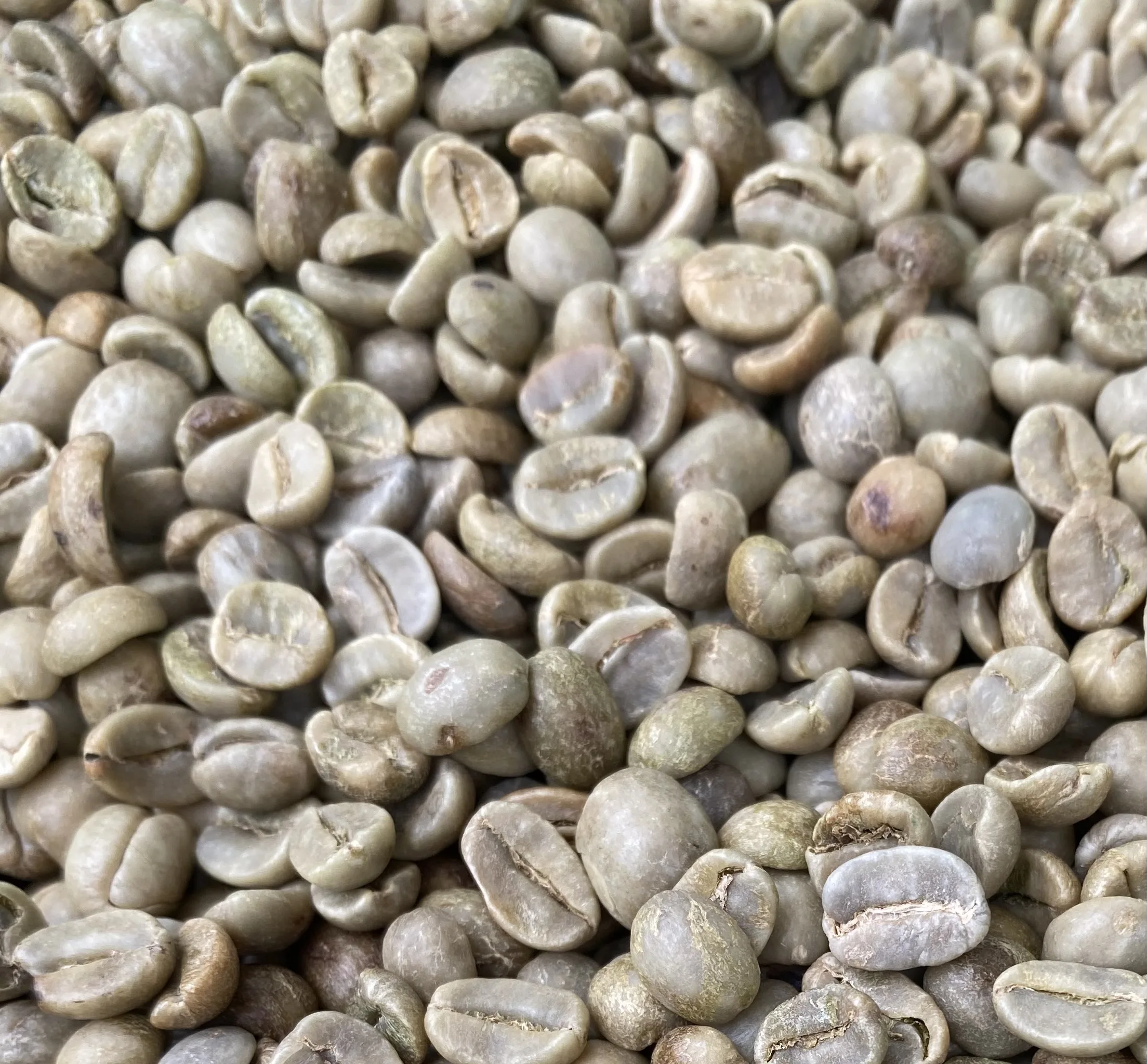 Необработанный кофе, Арабика, Зеленые зерна