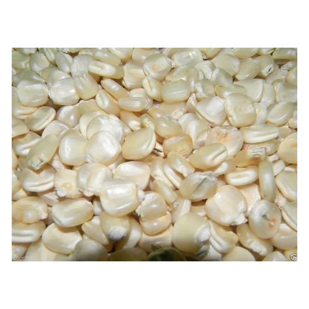 
Best Grade White Corn Maize For Animal Feed White Maize Corn 