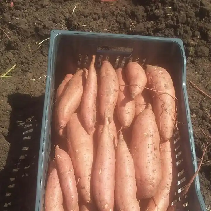 Новый урожай, египетский сладкий картофель